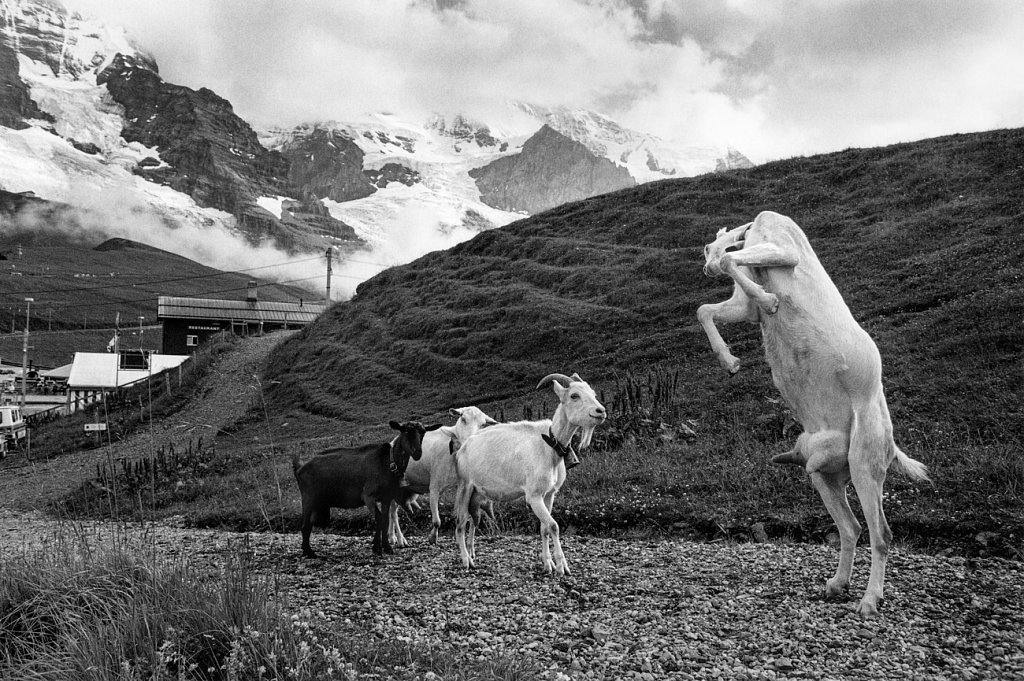 Kleine Scheidegg, 1994